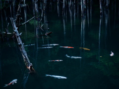 水没林の鯉