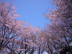 桜　SKY