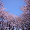 桜　SKY