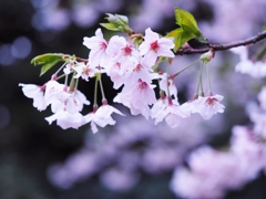 去年の桜