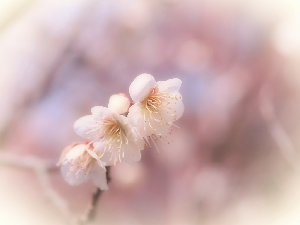 春陽