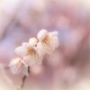 春陽