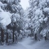 雪降る道を。。。　２