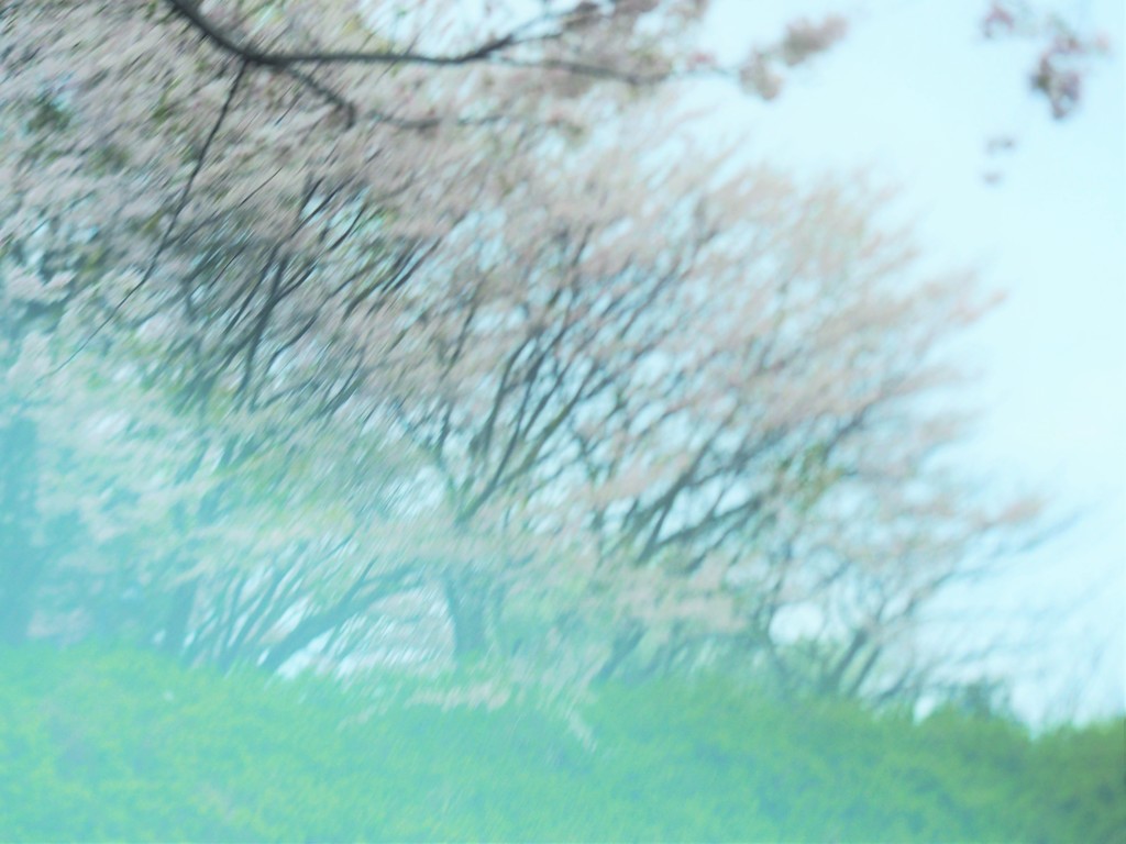 桜