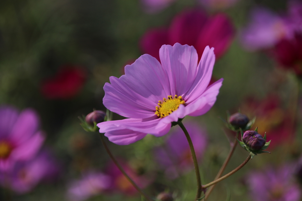 cosmos