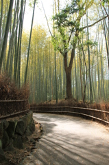竹林の道