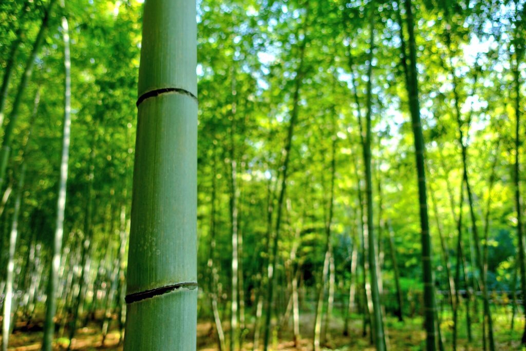 竹林