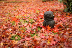 京都 圓光寺