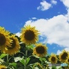 夏
