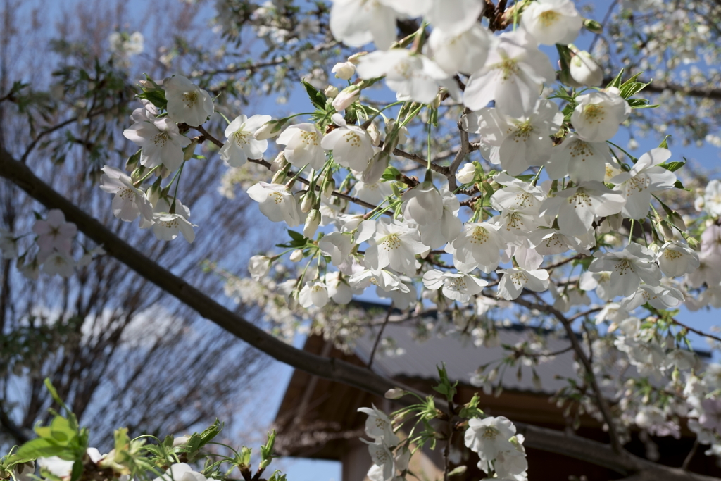 都心さくらめぐり　神楽坂 赤城神社