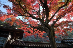 鎌倉　東慶寺