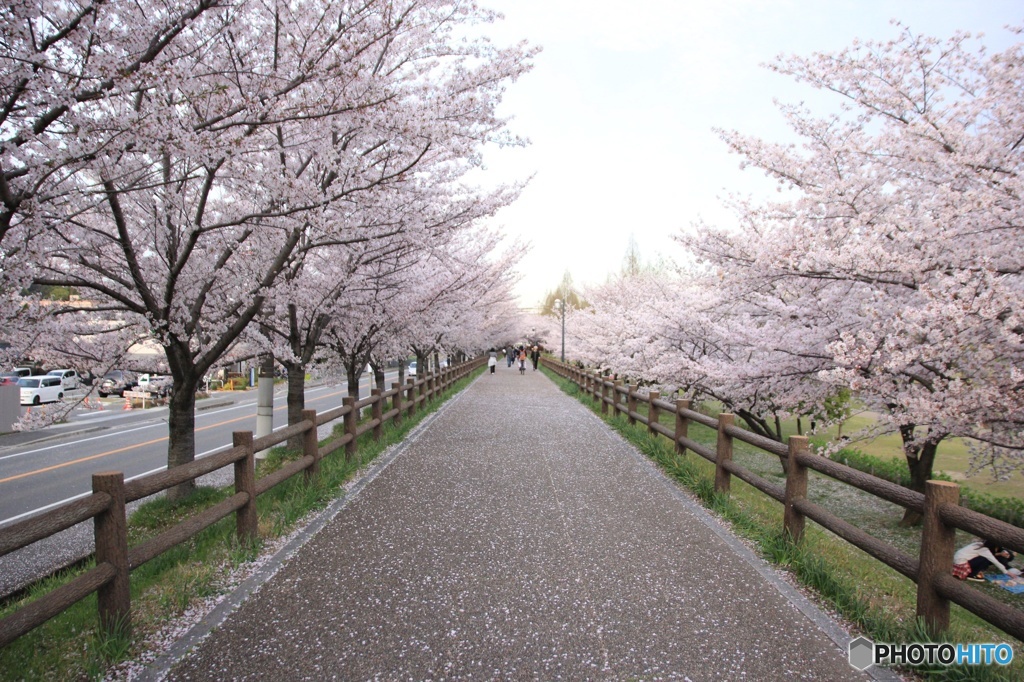 桜並木