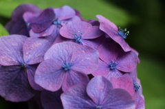 まさに紫の花。