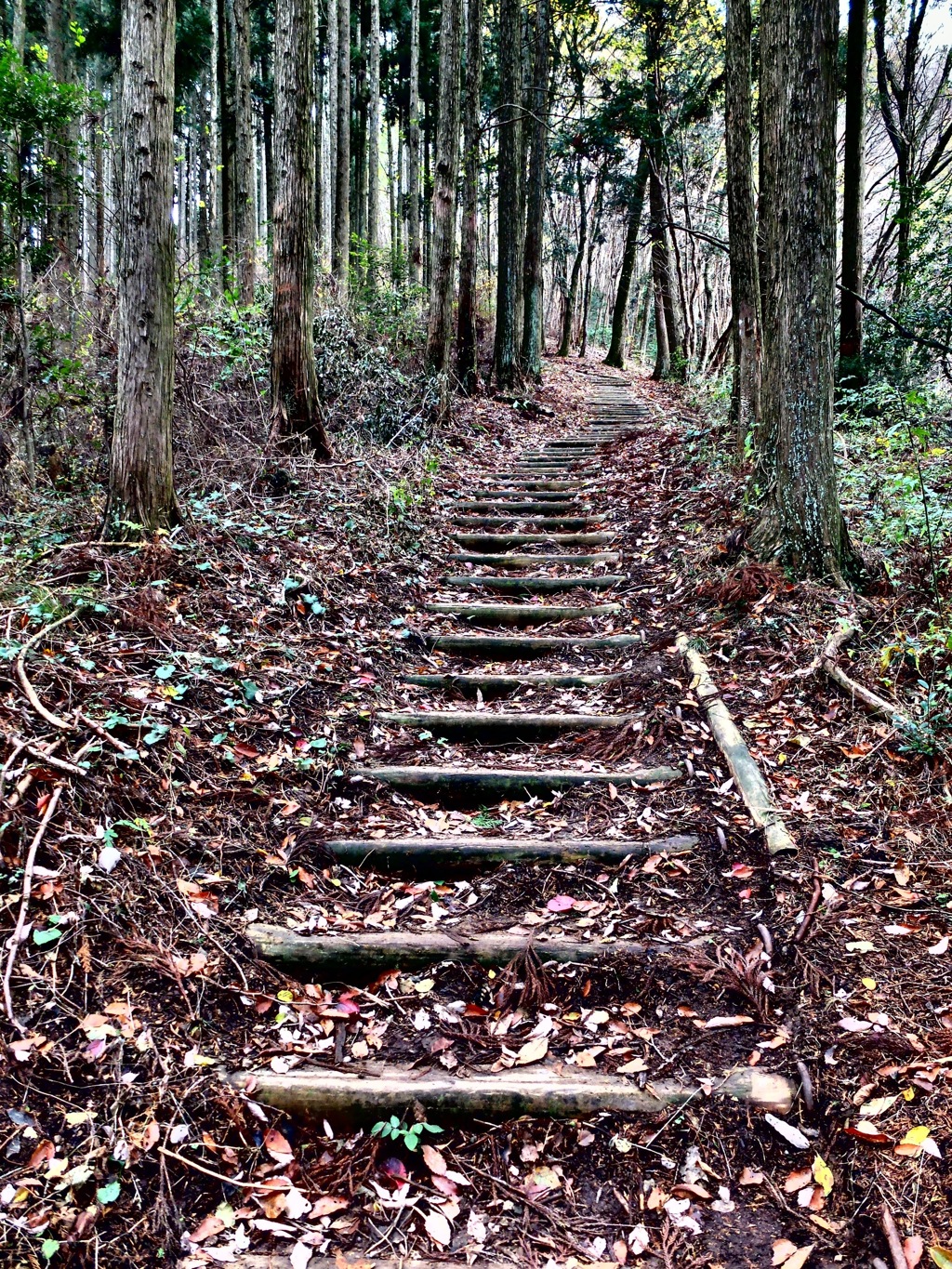 岩湧山中の登山道にて（ダイヤモンドトレール）