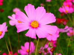 秋桜
