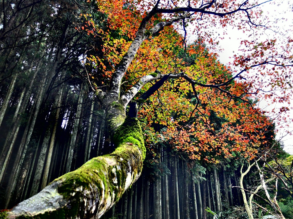 紅葉までもう少し