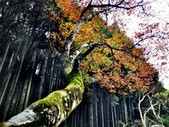 紅葉までもう少し