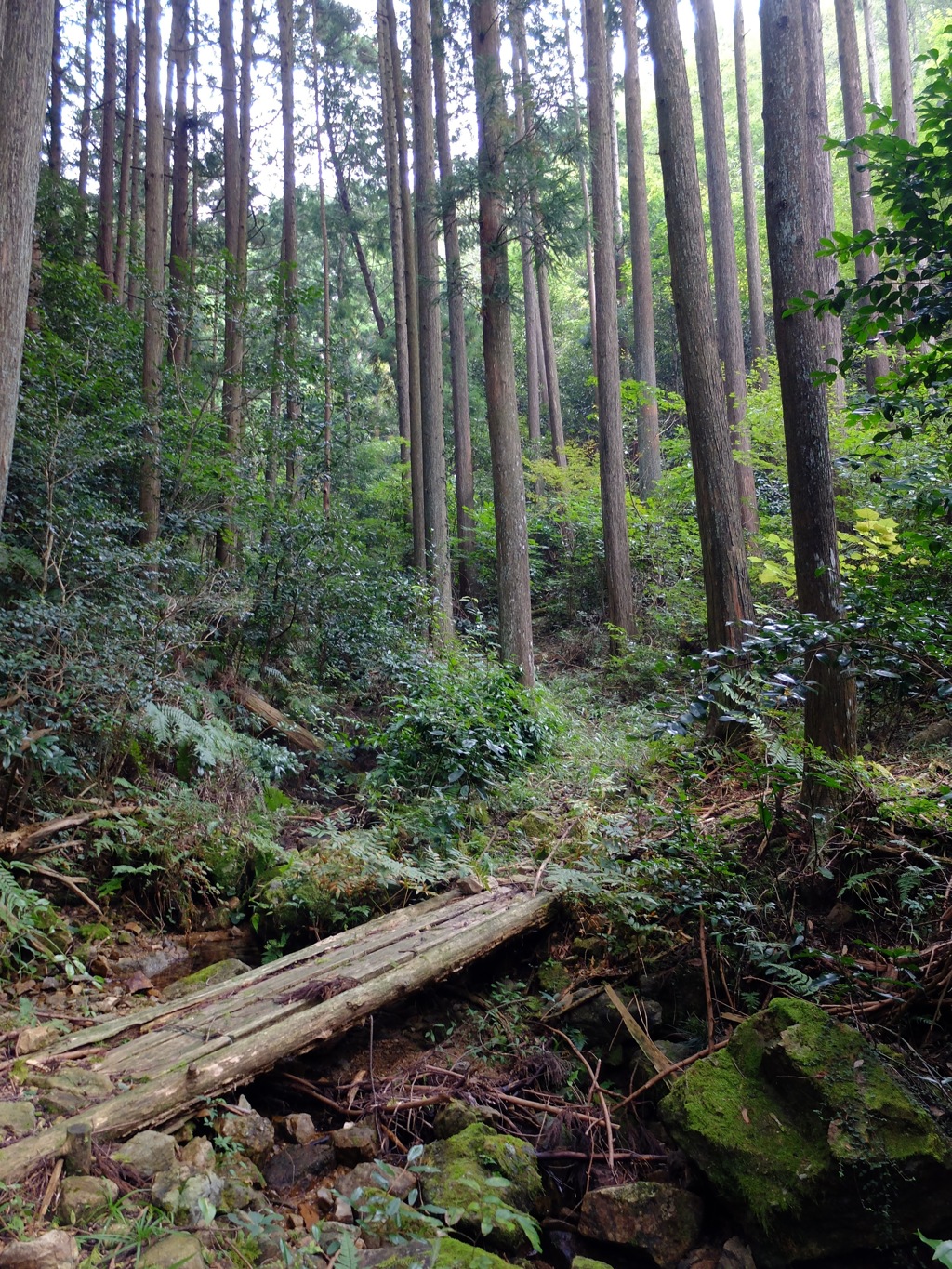 槇尾山中の登山道にて