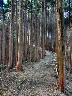 三国山への道