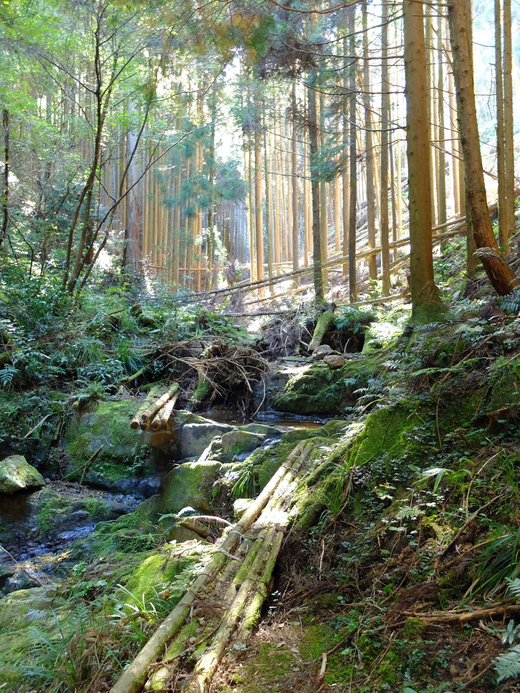 槇尾山中の登山道にて