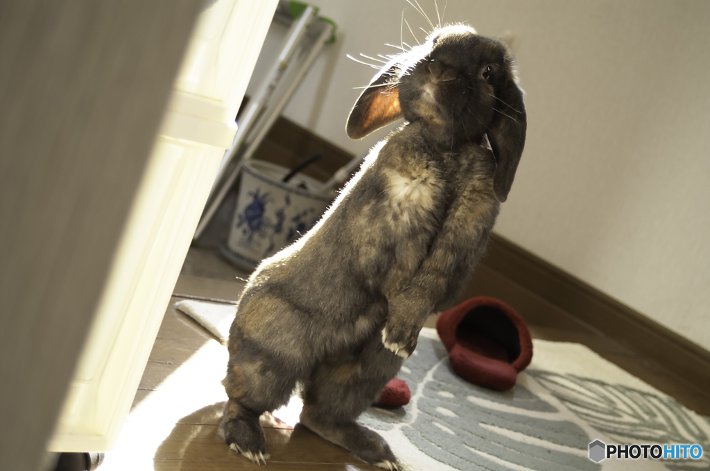 かしこまるウサギ