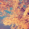 ヴィンテージな桜