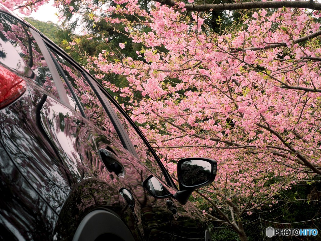 河津桜の咲く駐車場