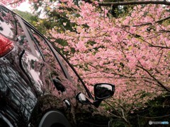 河津桜の咲く駐車場