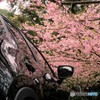 河津桜の咲く駐車場