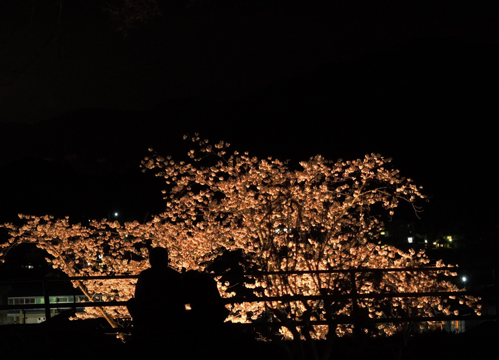 桜に引きを取らない大きな愛