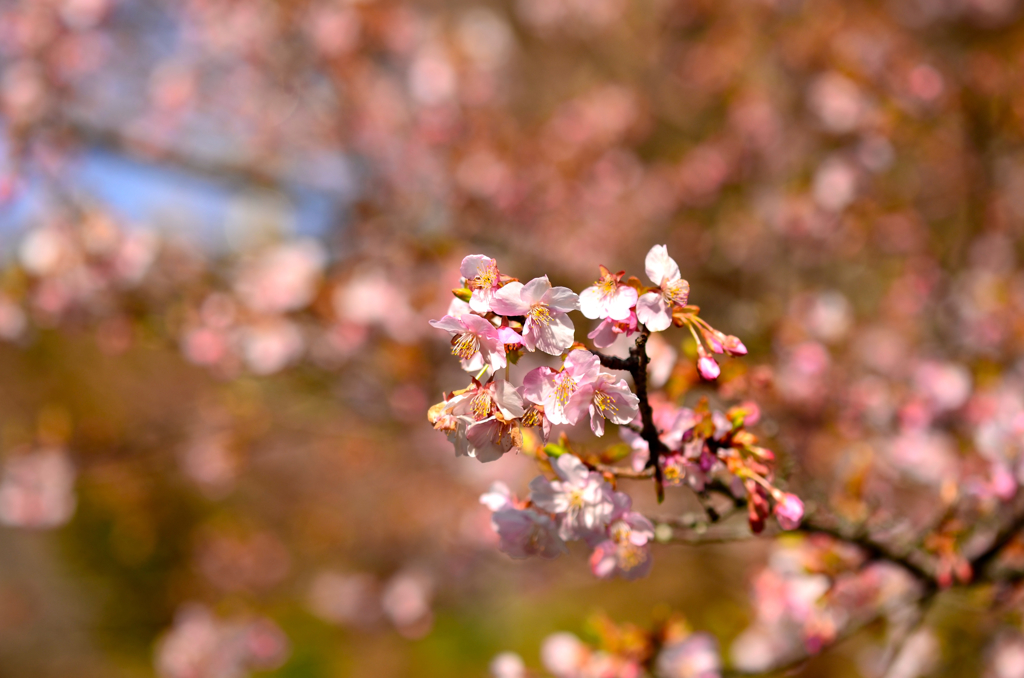 冬の桜