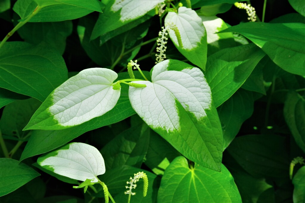 変化