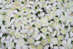 池に浮かぶ切り花1