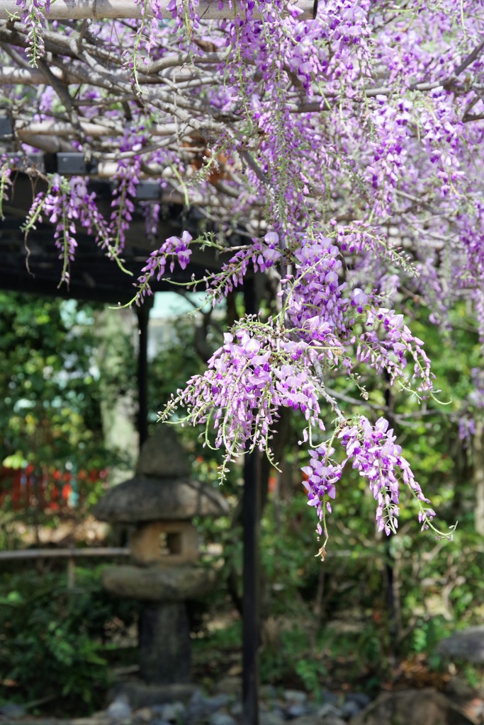 辛国神社の藤