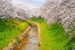 曇っていても綺麗