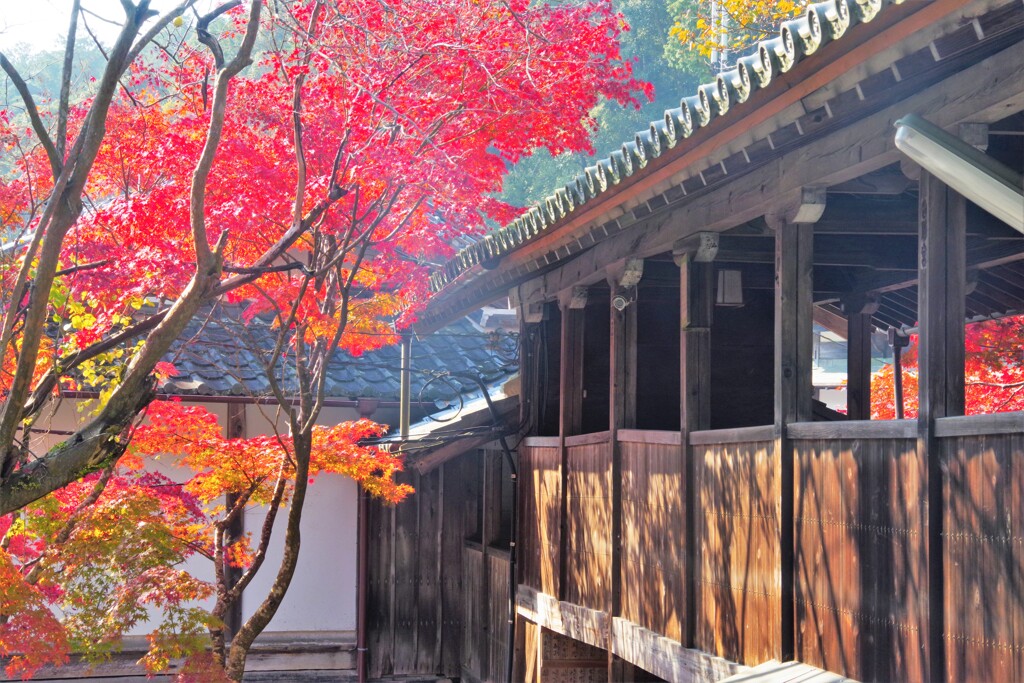 神峯山寺の秋１