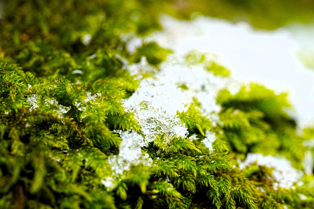 雪溶けて苔固まる