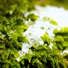 雪溶けて苔固まる