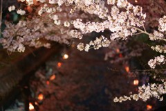 砂子水路の夜桜