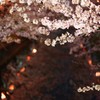 砂子水路の夜桜