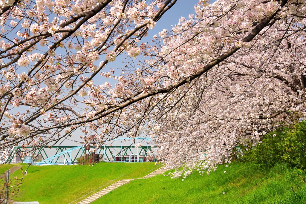 淀川の土手から見た桜と阪急千里線