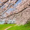 淀川の土手から見た桜と阪急千里線