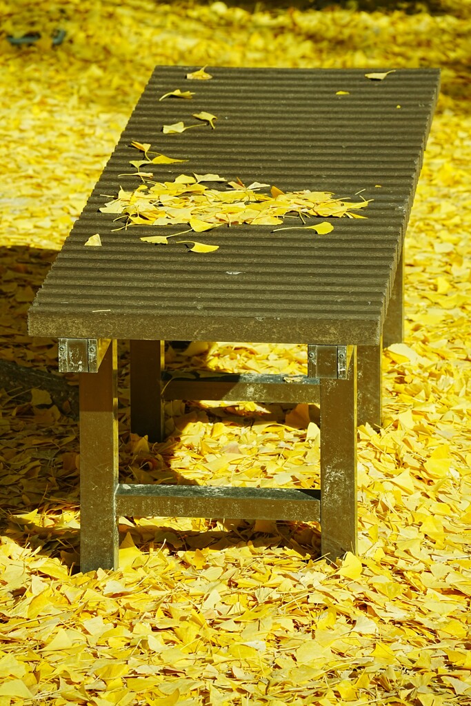 落ち葉に囲まれて