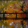 2018瑠璃光院の秋2