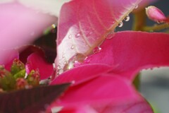 思いやりの花2