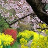山科疏水の春