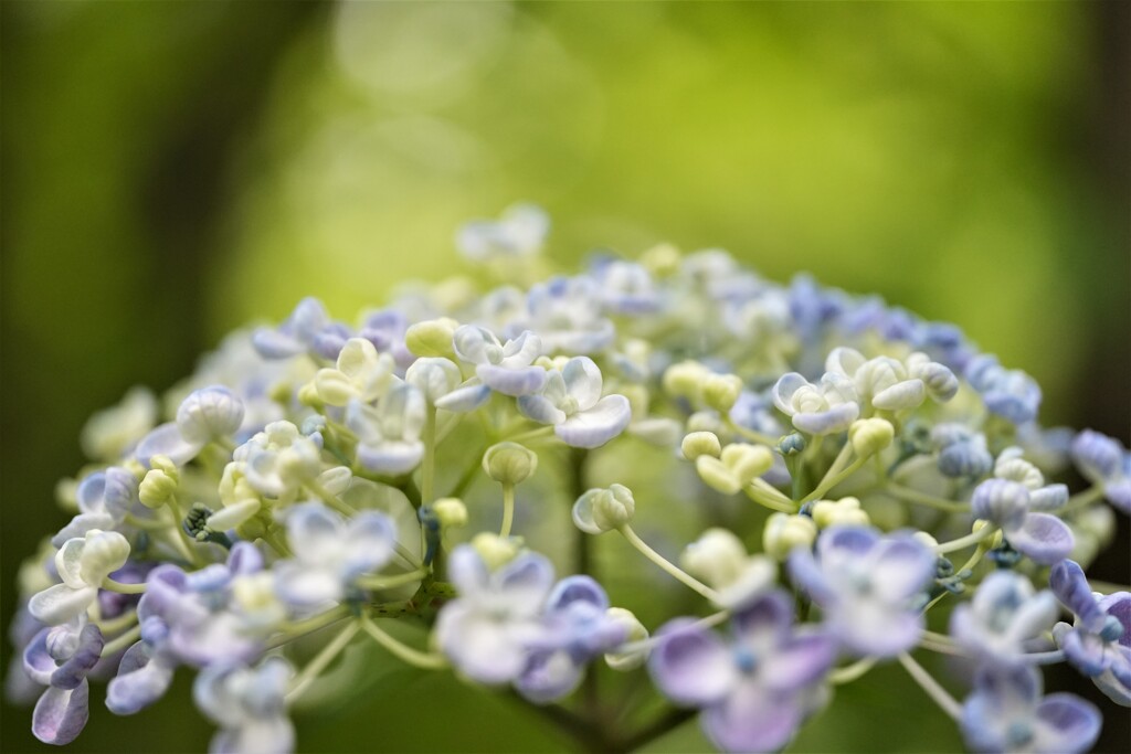 謙虚に咲く花