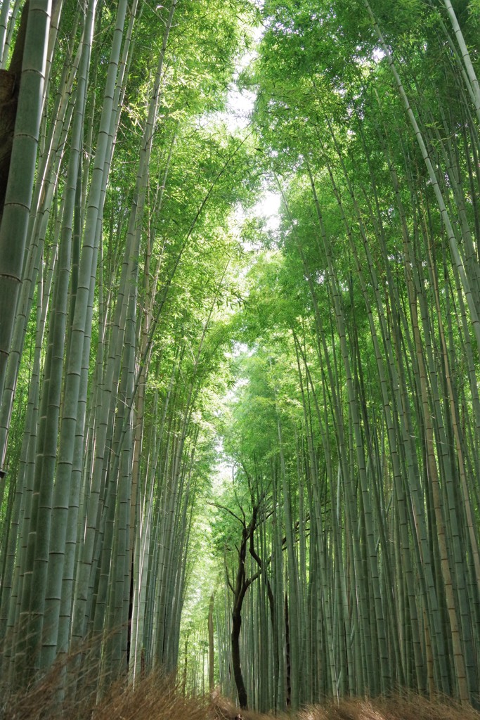 写真の下は観光客で人だかり