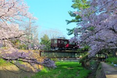 夙川の桜と阪急電車2021