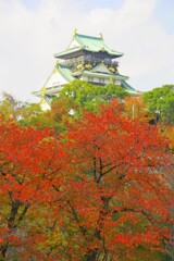 大阪城の紅葉2